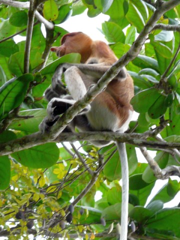 Proboscis Monkey